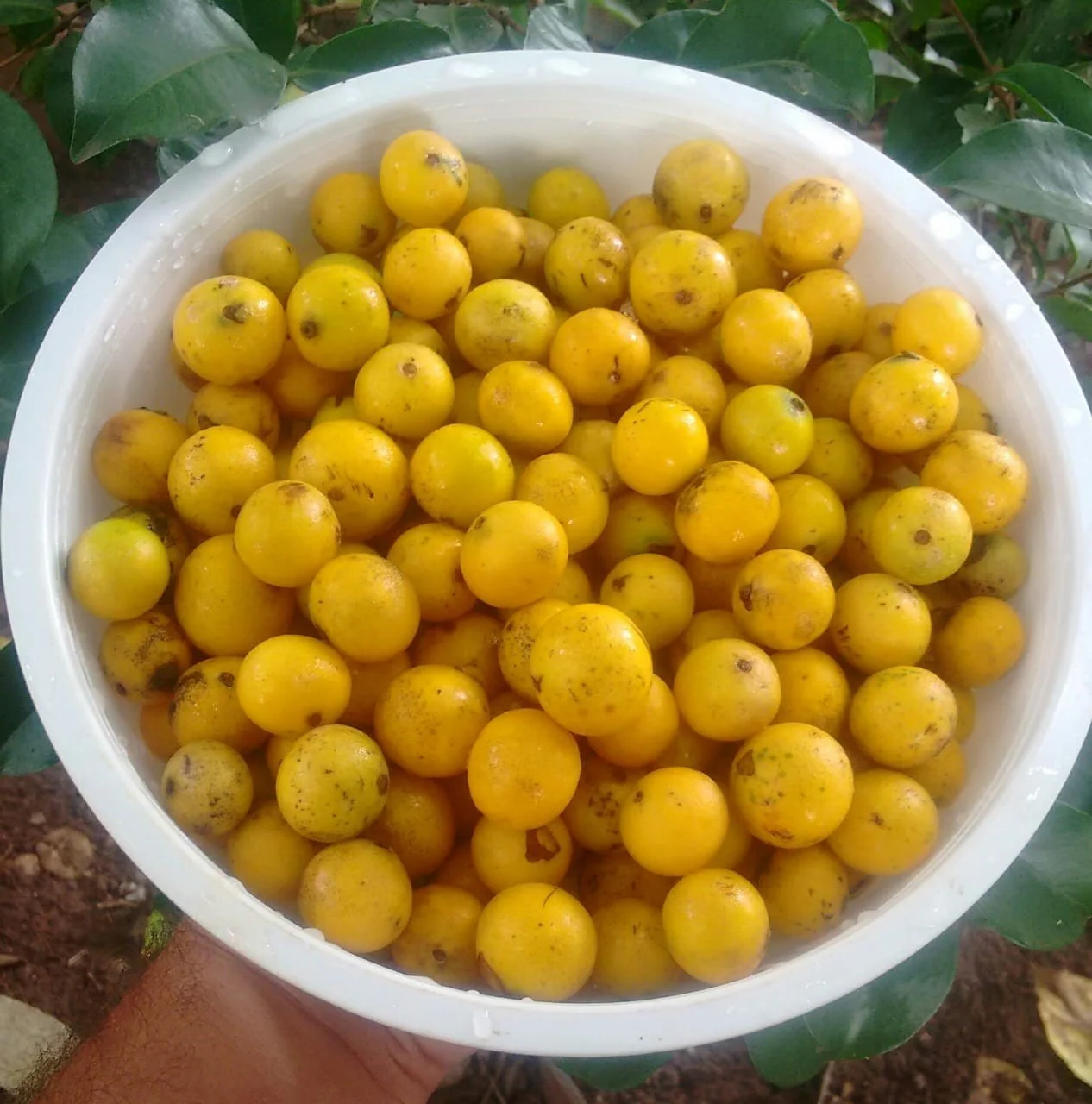 Myrciaria Glazioviana - Yellow Jaboticaba - GERMINATED — Bellamy Trees